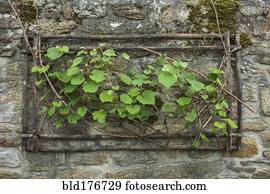 Ivy growing from hole in stone wall