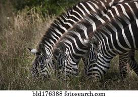 zebras, pastar, em, campo