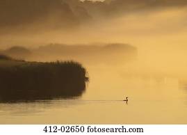 silueta, de, plantas, e, pássaro, em, pântano