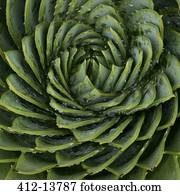 Close up of spiral leaf pattern