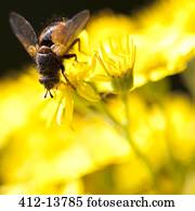 Extreme close up of fly perched on yellow flower