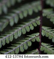 Extreme close up of green fern leaves