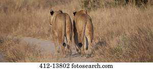 Lions walking on dirt path