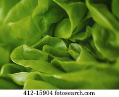 Extreme close up of round lettuce