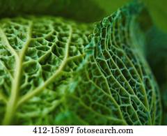 Extreme close up of Savoy cabbage