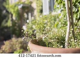 Delicate flowers growing in pot in sunny garden