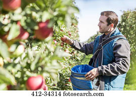 Male farmer harvesting apples in sunny orchard