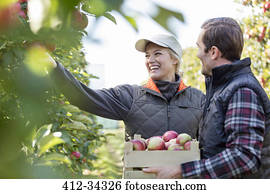 Smiling farmers harvesting apples in orchard