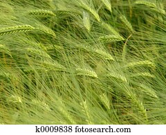 barley field barley field
