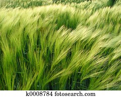 barley in the wind barley in the wind