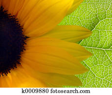Bright Sunflower Bright Sunflower