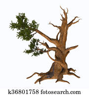 Bristlecone Pine Tree Bristlecone Pine Tree