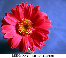 Gerbera