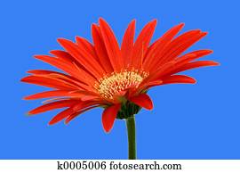 Gerbera