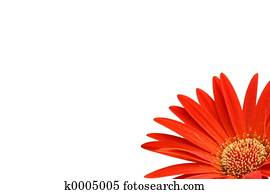 Gerbera Gerbera