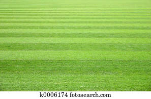 Grass Field Grass Field