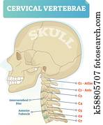 halswirbelsaeule, vektor, illustration., schema, mit, totensch?del, c1, atlas, c2, achse, c3, c4, c5, c6, und, c7, vertebra., intervertebrale platte, und, vorhergehend, tuberkel, diagram. halswirbelsaeule, vektor, illustration., schema, mit, totensch?del, c1, atlas, c2, achse, c3, c4, c5, c6, und, c7, vertebra., intervertebrale platte, und, vorhergehend, tuberkel, diagram.