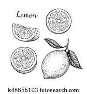 Hand drawn lemon set Hand drawn lemon set
