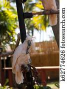 Salmon-crested cockatoo Cacatua moluccensis is endemic to the Seram archipelago