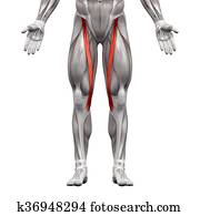 Sartorius Muscle - Anatomy Muscles isolated on white - 3D illustration Sartorius Muscle - Anatomy Muscles isolated on white - 3D illustration