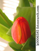 Single Tulip Soft