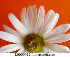 summer daisy orange summer daisy orange
