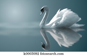 Swan Reflections