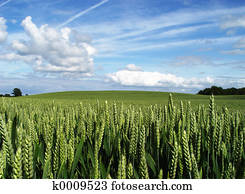 wheatfield wheatfield