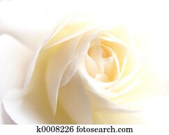 white rose white rose