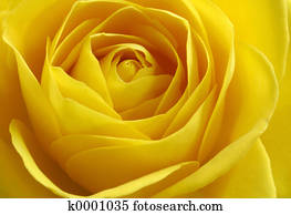yellow rose yellow rose