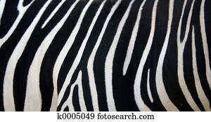 Zebra Stripes Zebra Stripes