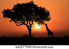 גדול, דרום אפריקני, ג'ירפות, ב, שקיעה, ב, אפריקה