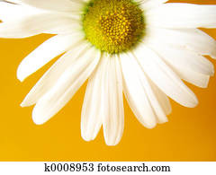 קיץ, חיננית, צהוב