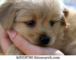 Cute puppy Cute puppy