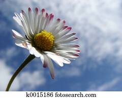 daisy daisy