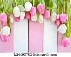 Fresh tulips on pink and white