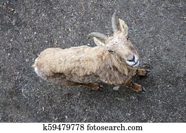 Goat Goat