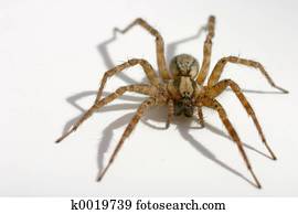 House Spider House Spider