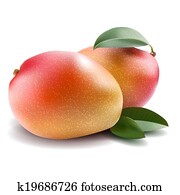 Mango Mango