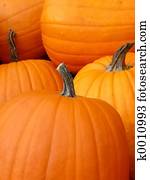 pumpkin pumpkin