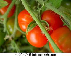 Tomato Plant Tomato Plant