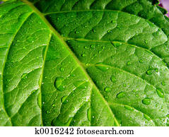 wet leaf wet leaf