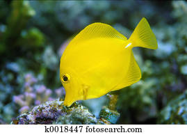 Yellow Fish