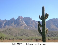 Cactus scene Cactus scene