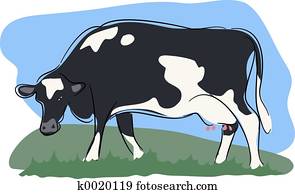 Cow Cow