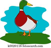 Duck Duck