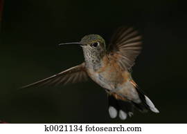 Frozen Hummer Frozen Hummer