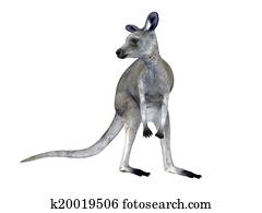 kangaroo kangaroo