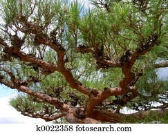 Pine branches