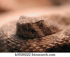 Rattlesnake